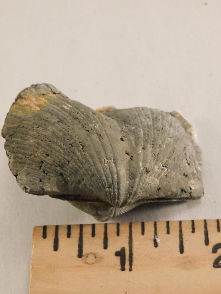 BRACHIPODE - 2