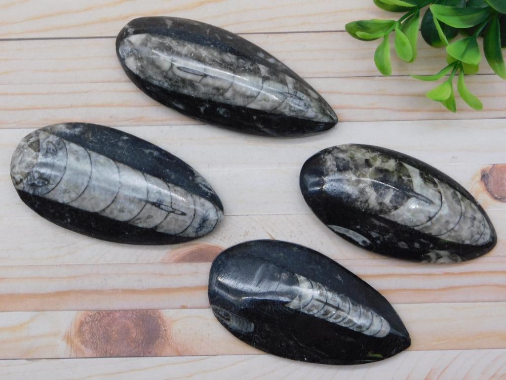 ORTHOCERAS ROCK STONE LAPIDARY SPECIMEN: ORTHOCERAS ROCK STONE LAPIDARY SPECIMEN