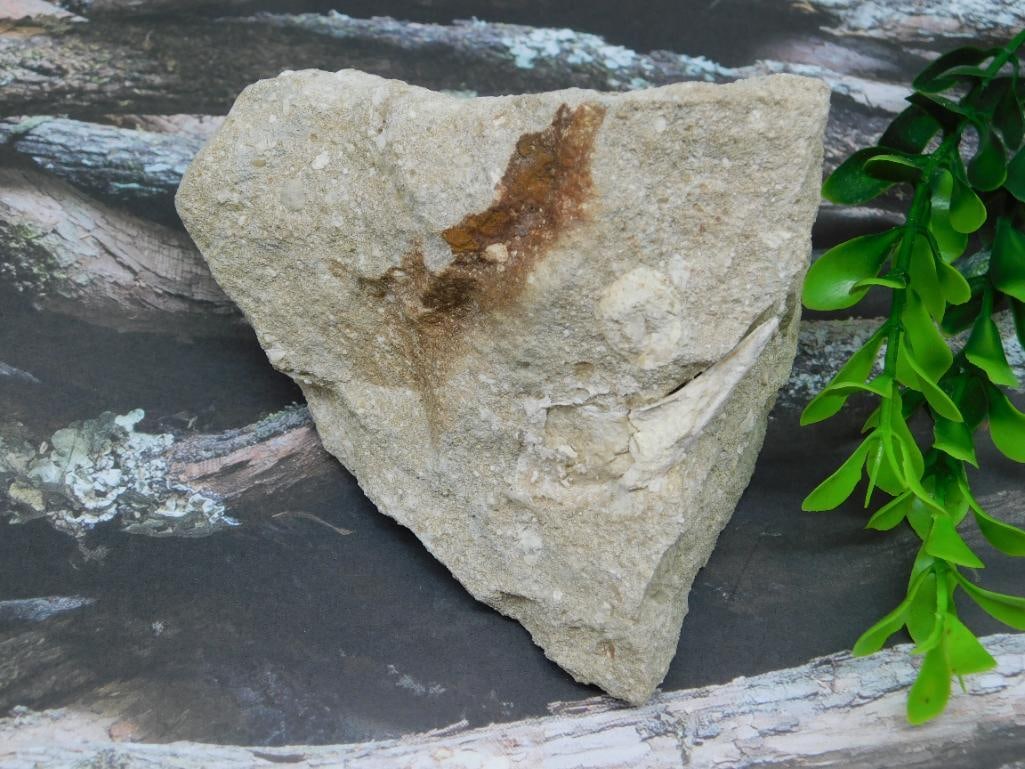 SHARK TOOTH IN MATRIX ROCK STONE LAPIDARY SPECIMEN (1 of 2)