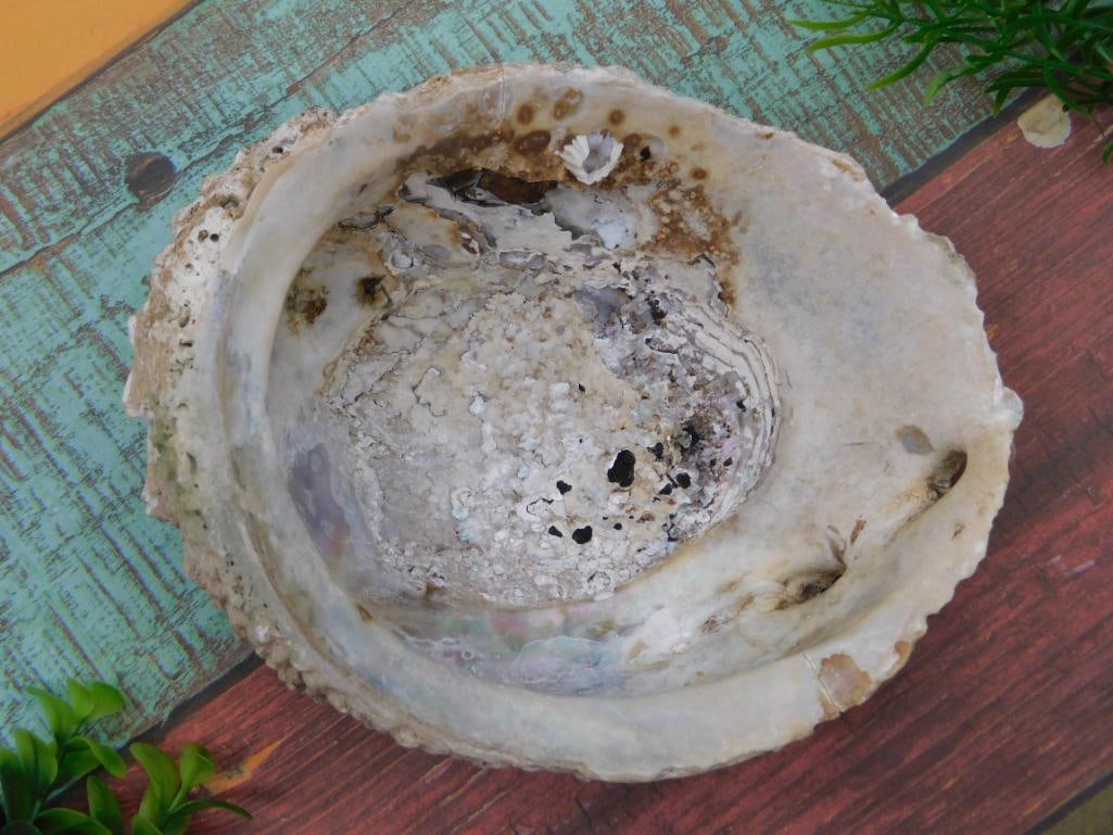 ABALONE SHELL (1 of 2)