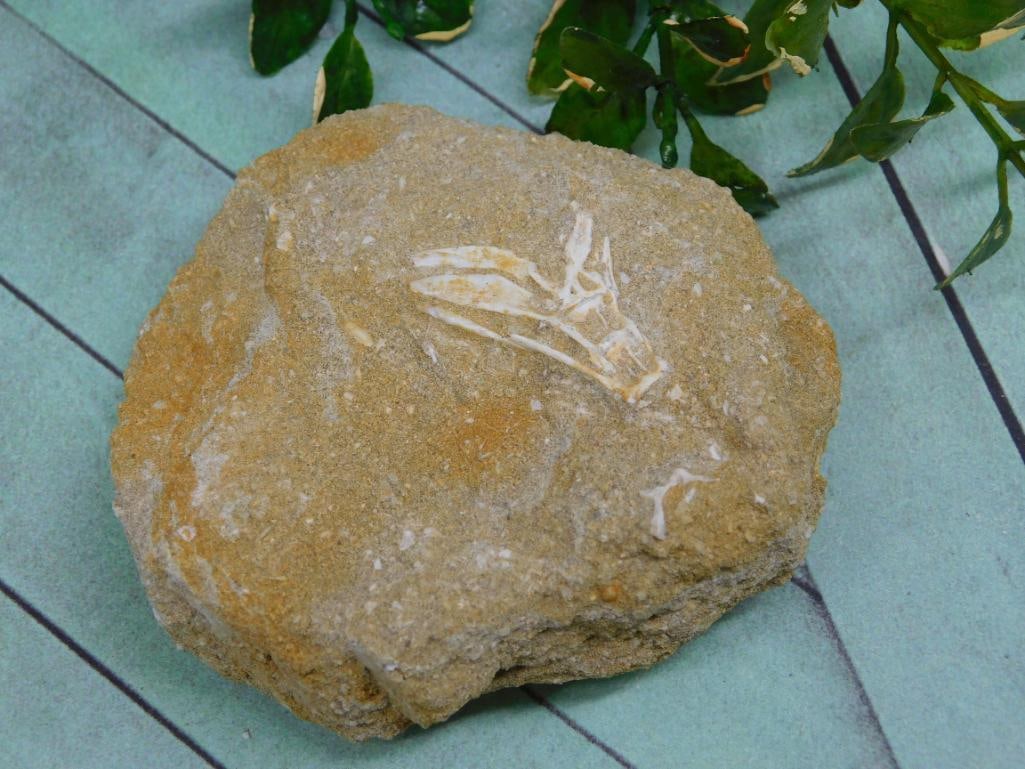 ENCHODUS FOSSIL ROCK STONE LAPIDARY SPECIMEN (1 of 2)
