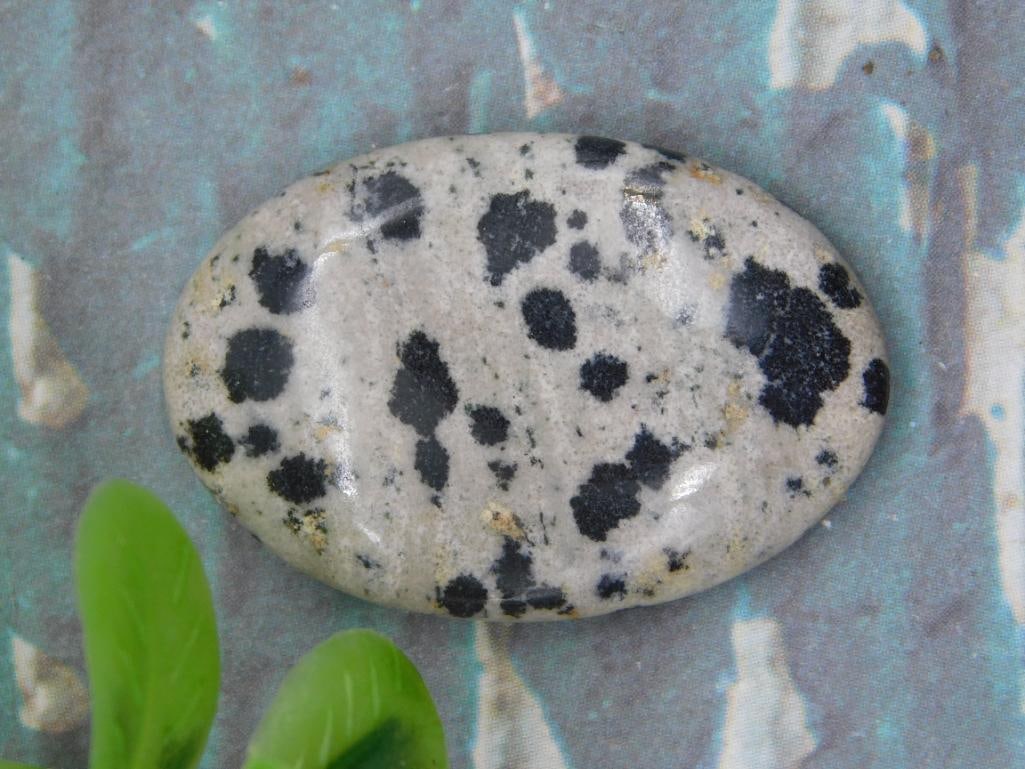 DALMATION JASPER CABOCHON ROCK STONE LAPIDARY SPECIMEN: DALMATION JASPER CABOCHON ROCK STONE LAPIDARY SPECIMEN