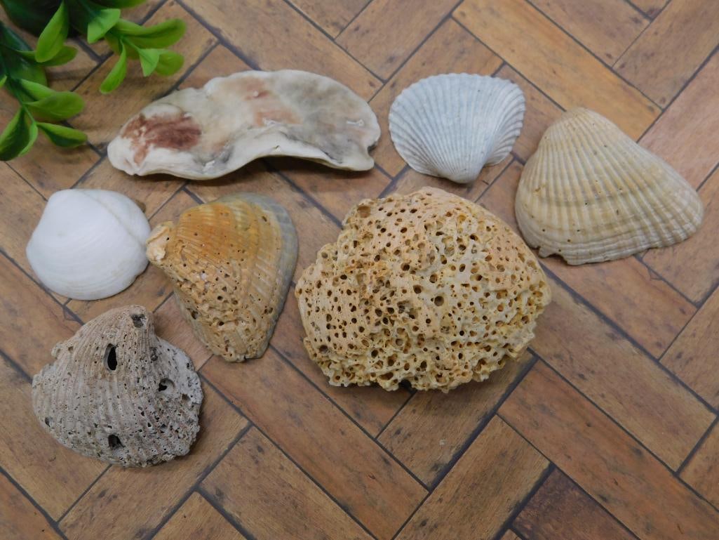 SHELLS (1 of 2)