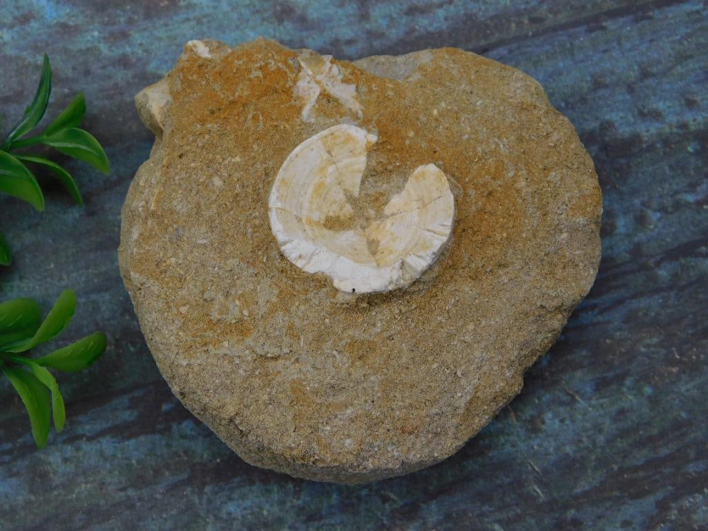 B FOSSIL IN MATRIX ROCK STONE LAPIDARY SPECIMEN (1 of 2)