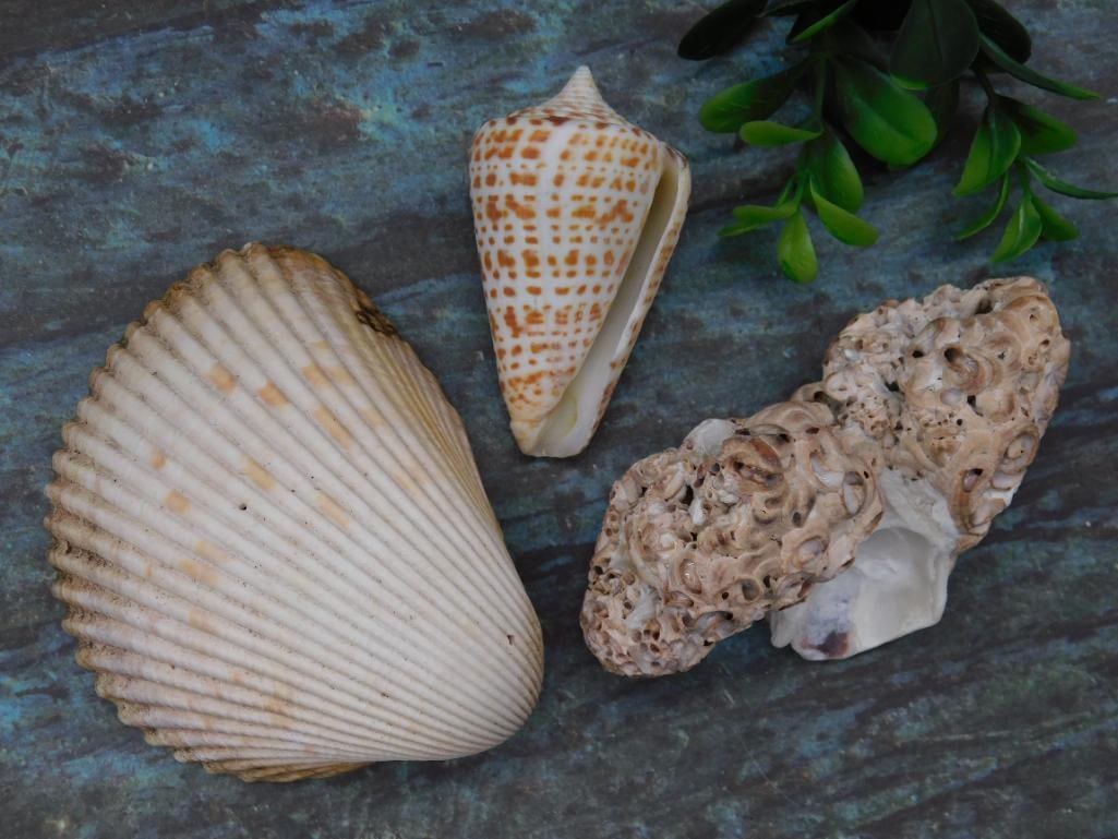 SEA SHELLS (1 of 2)