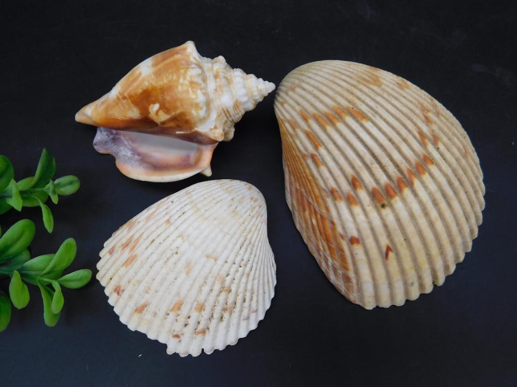 SEA SHELLS (1 of 2)