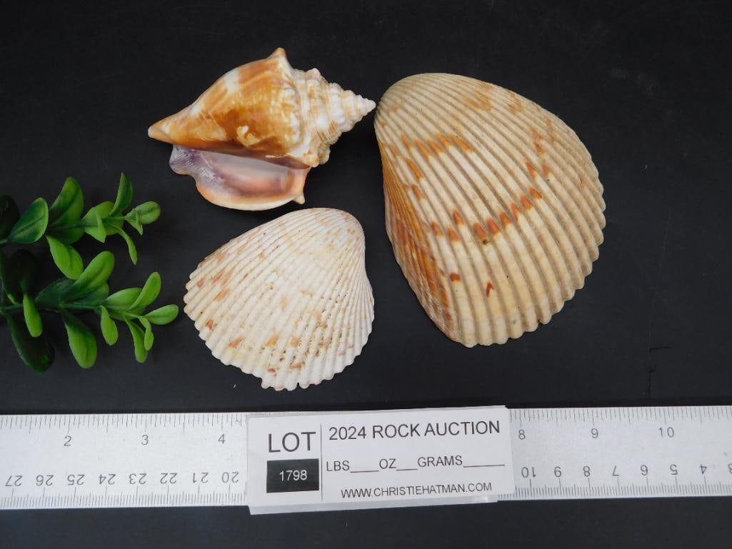 SEA SHELLS - 2