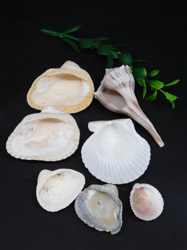 SHELL LOT: SHELL LOT