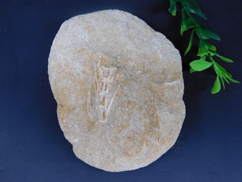 ENCHODUS FOSSIL ROCK STONE LAPIDARY SPECIMEN: ENCHODUS FOSSIL ROCK STONE LAPIDARY SPECIMEN