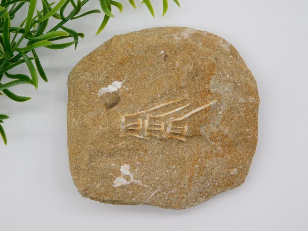 FOSSIL IN MATRIX ROCK STONE LAPIDARY SPECIMEN (1 of 2)