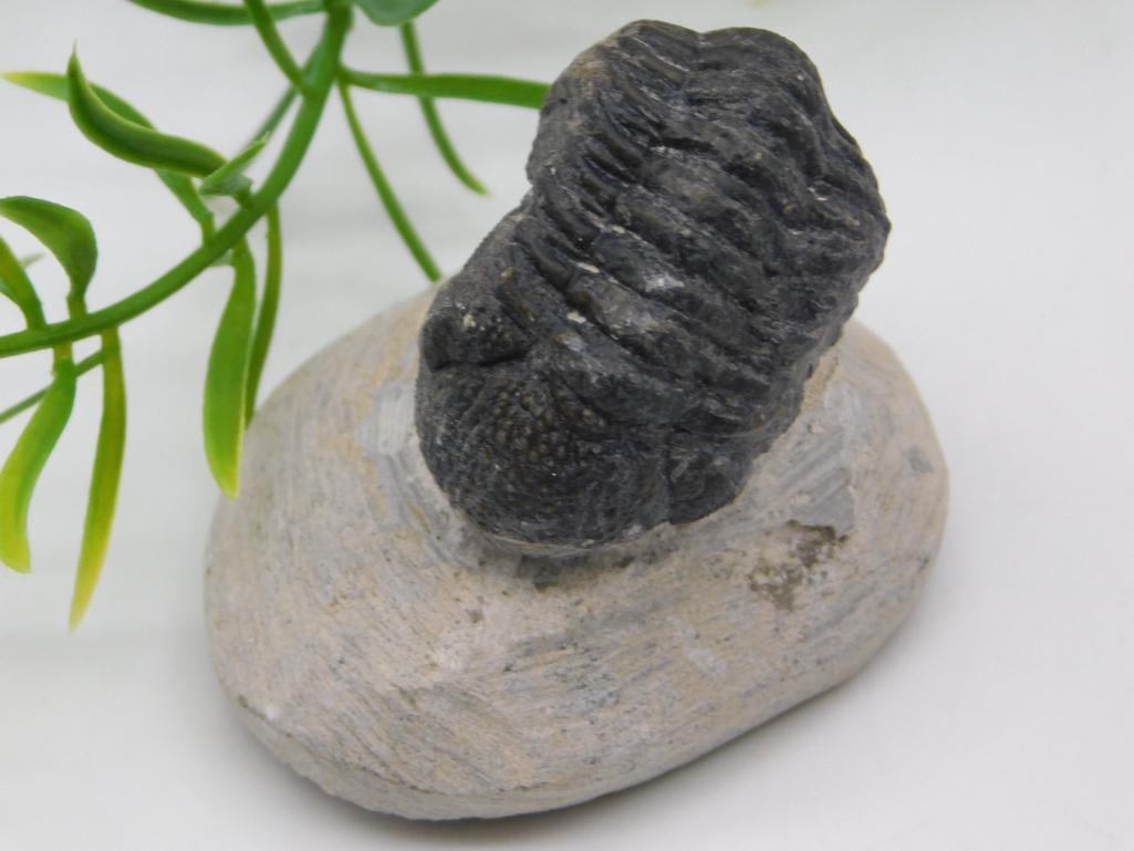 TRILOBITE FOSSIL IN MATRIX ROCK STONE LAPIDARY SPECIMEN (1 of 2)