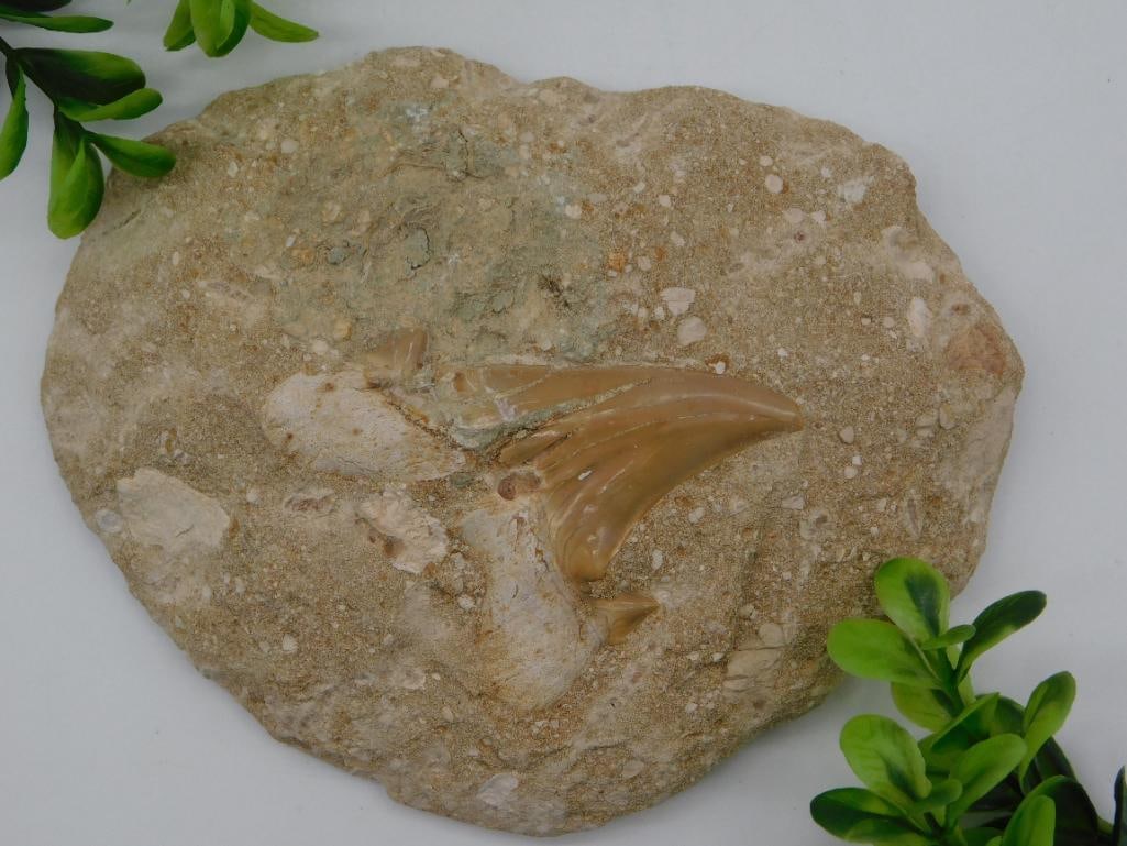 SHARK TOOTH IN MATRIX ROCK STONE LAPIDARY SPECIMEN (1 of 2)