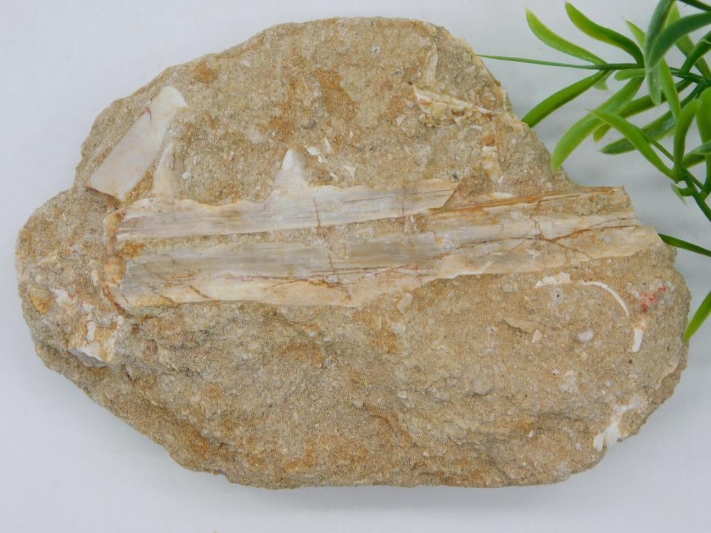 FOSSIL BONE IN MATRIX ROCK STONE LAPIDARY SPECIMEN (1 of 2)