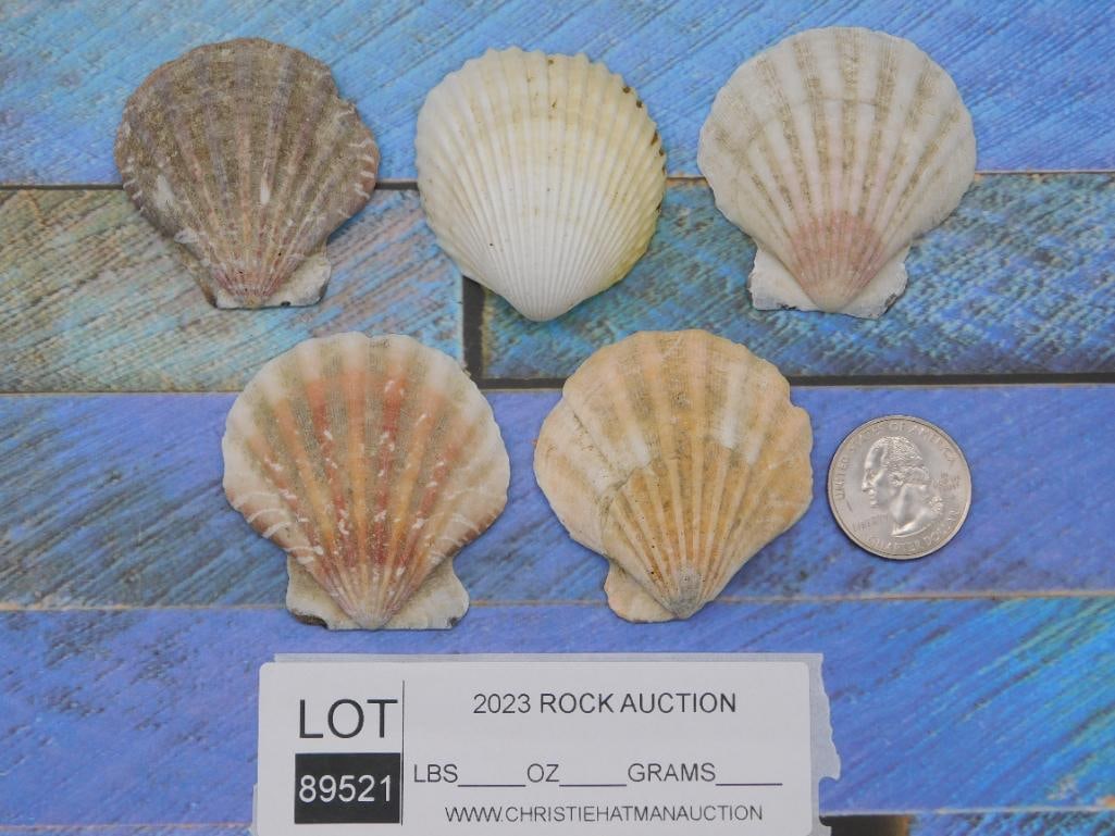 SCALLOP SHELLS - 2