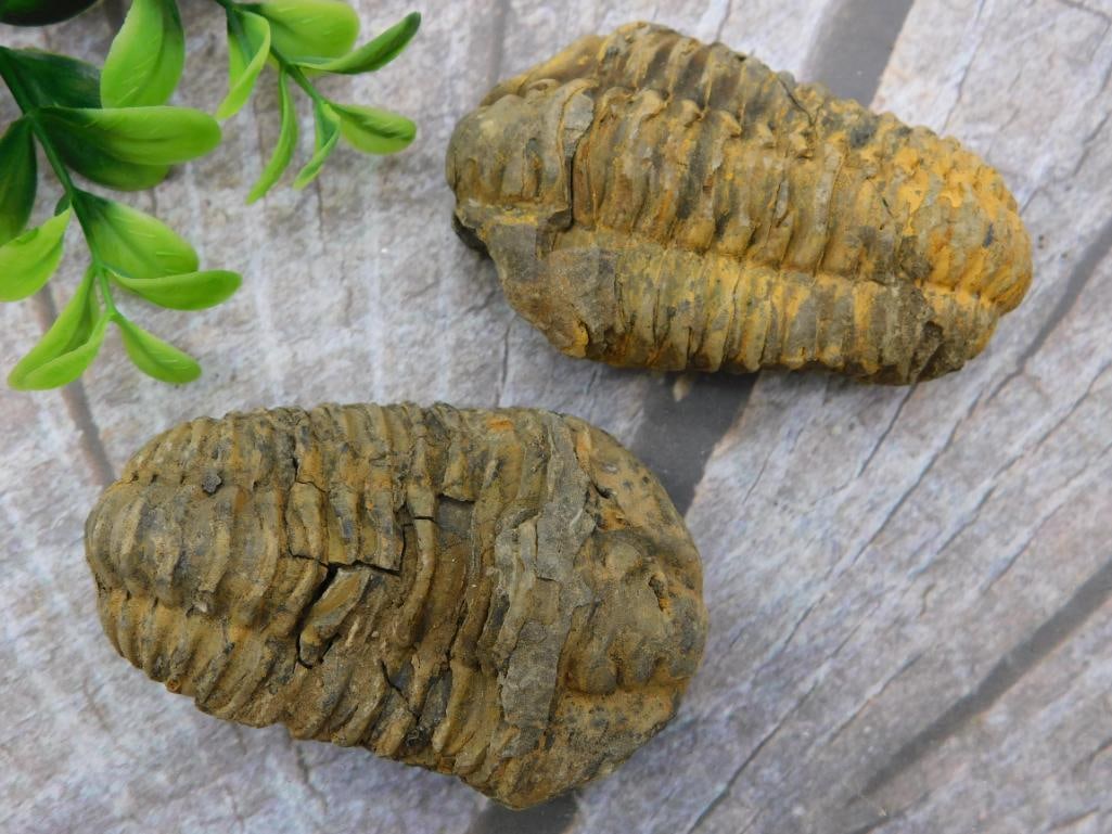 TRILOBITE FOSSILS ROCK STONE LAPIDARY SPECIMEN: TRILOBITE FOSSILS ROCK STONE LAPIDARY SPECIMEN