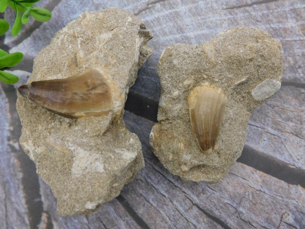 DINOSAUR TEETH IN MATRIX ROCK STONE LAPIDARY SPECIMEN (1 of 2)