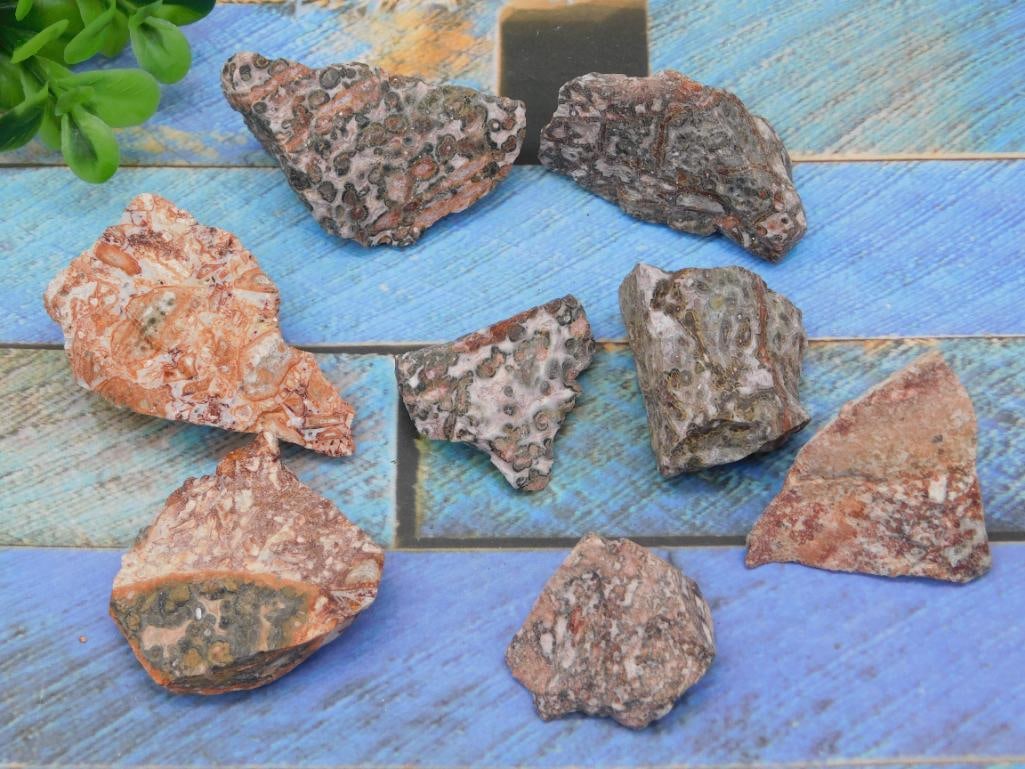 LEOPARD SKIN JASPER ROCK STONE LAPIDARY SPECIMEN: LEOPARD SKIN JASPER ROCK STONE LAPIDARY SPECIMEN