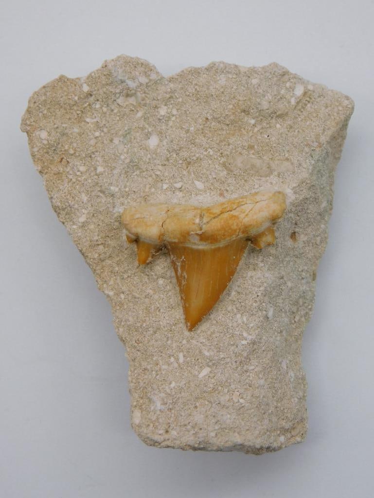 SHARK TOOTH IN MATRIX (1 of 2)