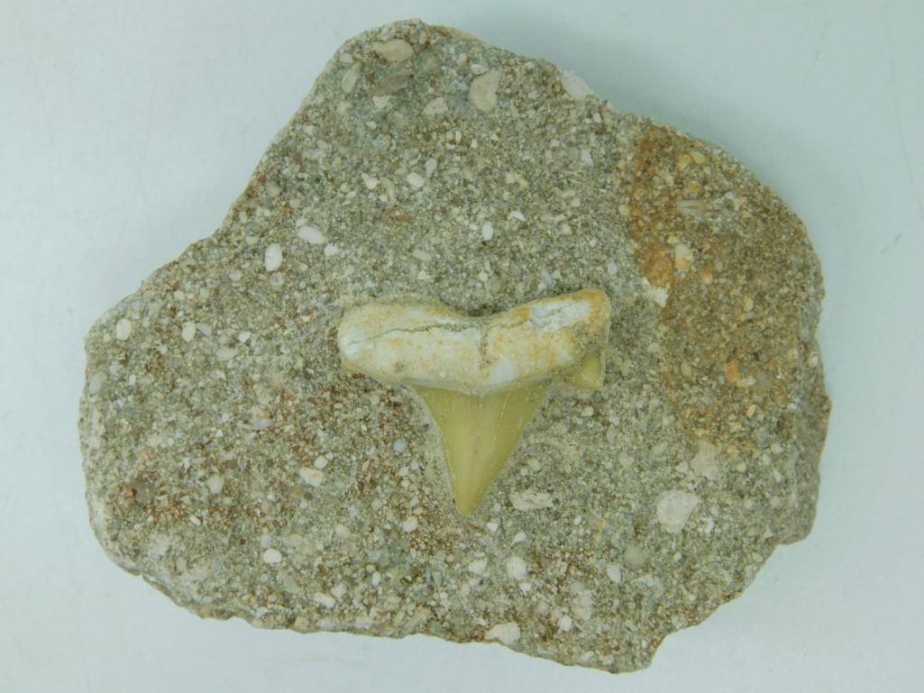 SHARK TOOTH IN MATRIX (1 of 2)