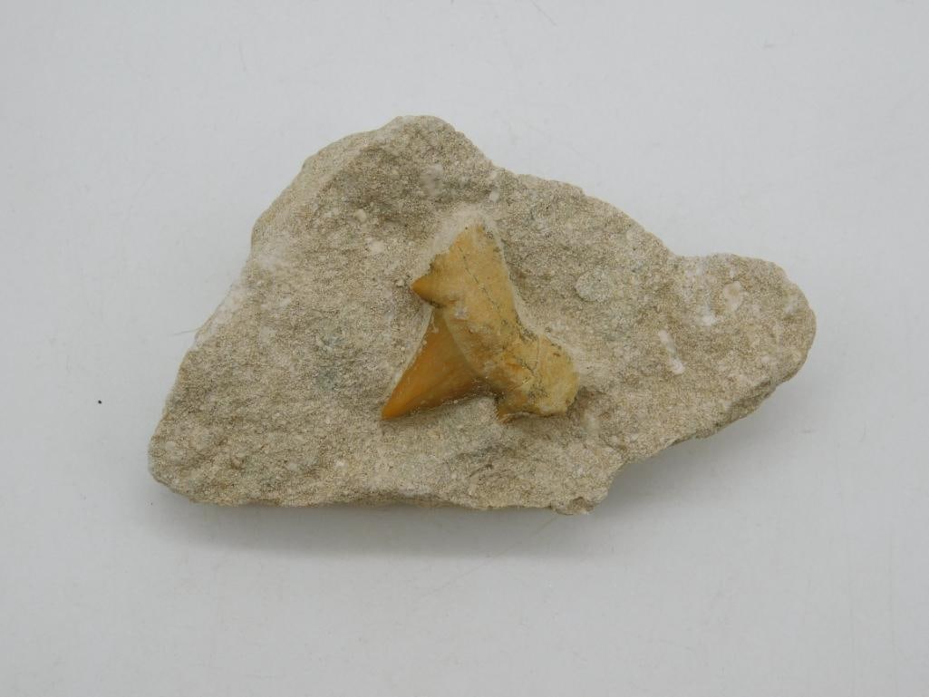 SHARK TOOTH IN MATRIX (1 of 2)