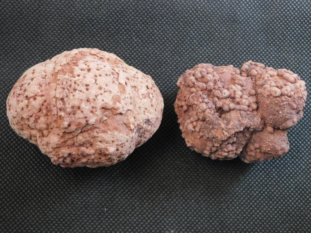 COPROLITE ROCK STONE LAPIDARY SPECIMEN (1 of 2)