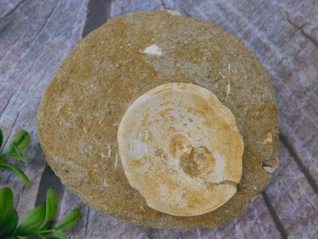 Fossilized Bone Embedded in Sedimentary Rock (1 of 2)