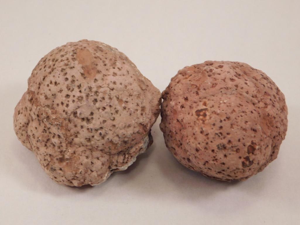 COPROLITE ROCK STONE LAPIDARY SPECIMEN (1 of 2)
