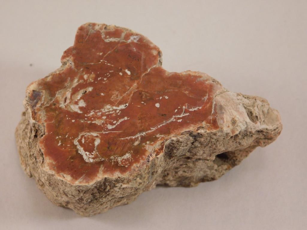 PETRIFIED WOOD ROCK STONE LAPIDARY SPECIMEN (1 of 2)