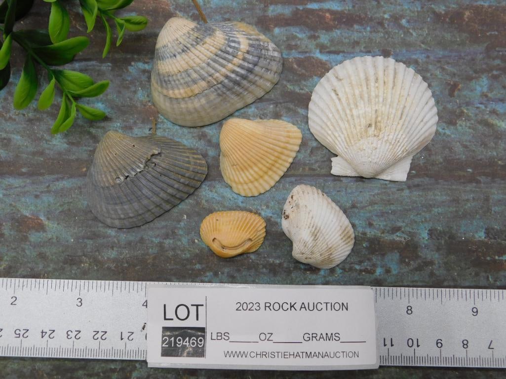 SEA SHELLS - 2