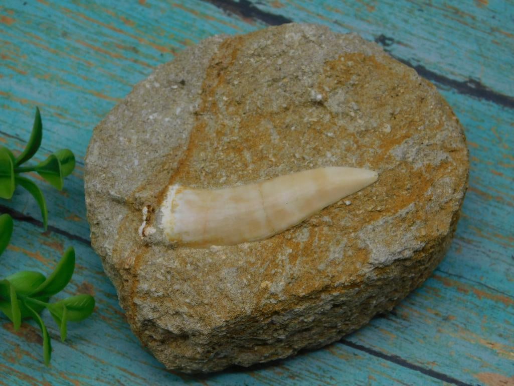 FOSSIL IN MATRIX ROCK STONE LAPIDARY SPECIMEN: FOSSIL IN MATRIX ROCK STONE LAPIDARY SPECIMEN