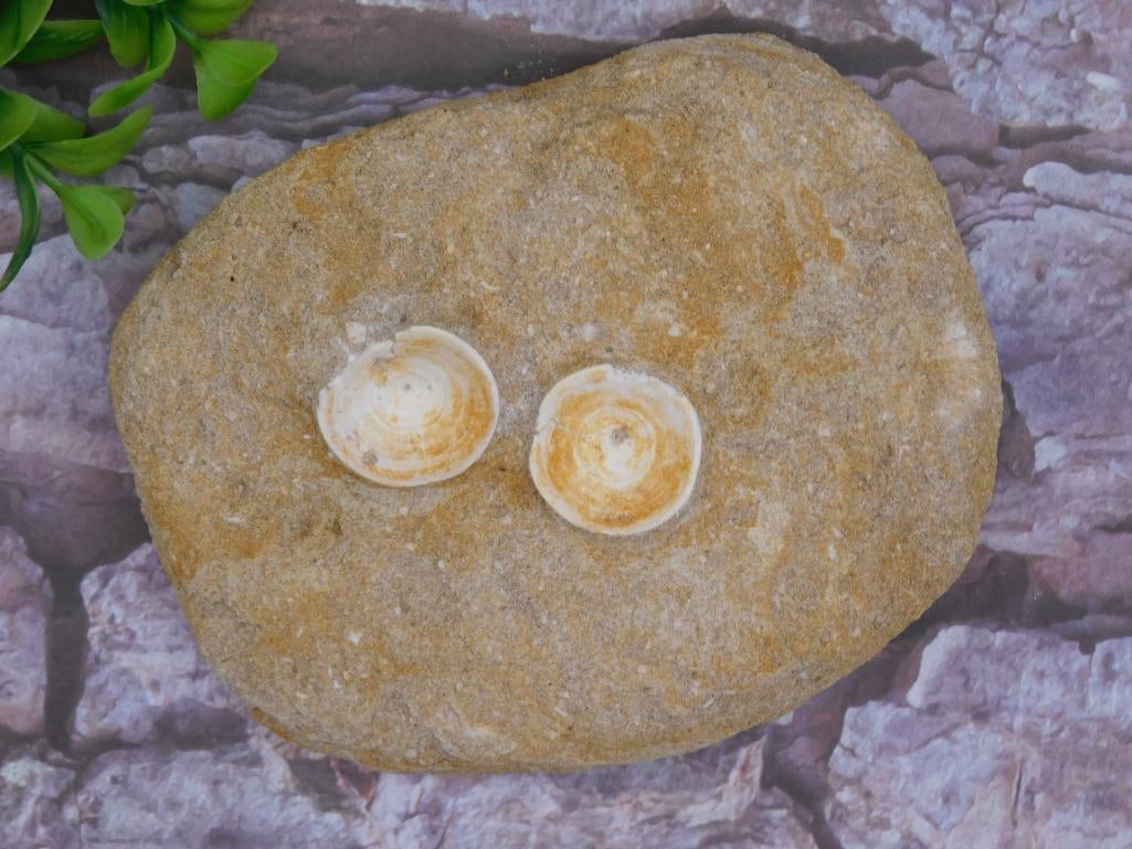 FISH FOSSIL IN MATRIX ROCK STONE LAPIDARY SPECIMEN (1 of 2)