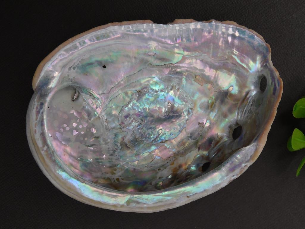 Large Abalone Shell with Iridescent Interior: Large Abalone Shell with Iridescent Interior