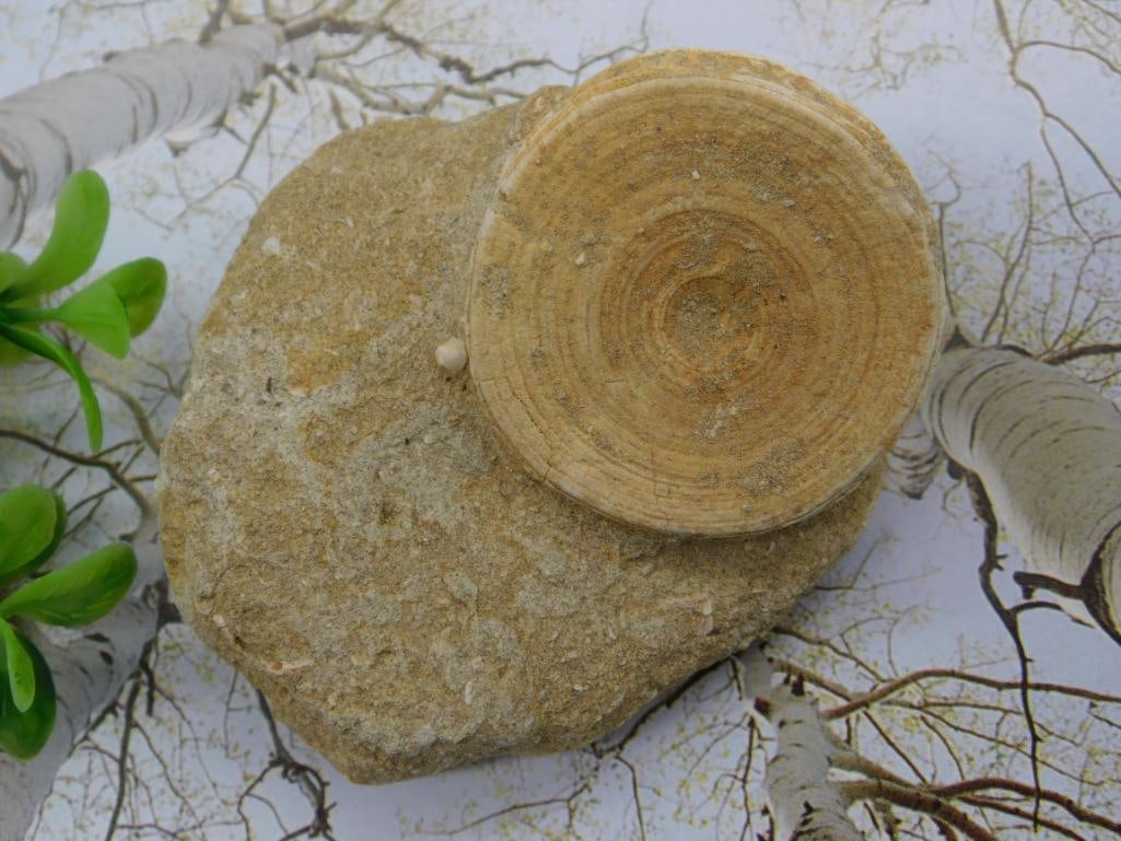 Fossil In Matrix Rock Stone Lapidary Specimen: Fossil In Matrix Rock Stone Lapidary Specimen