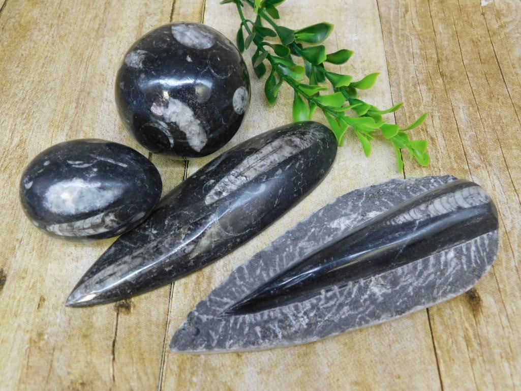 ORTHOCERAS LOT ROCK STONE LAPIDARY SPECIMEN: ORTHOCERAS LOT ROCK STONE LAPIDARY SPECIMEN