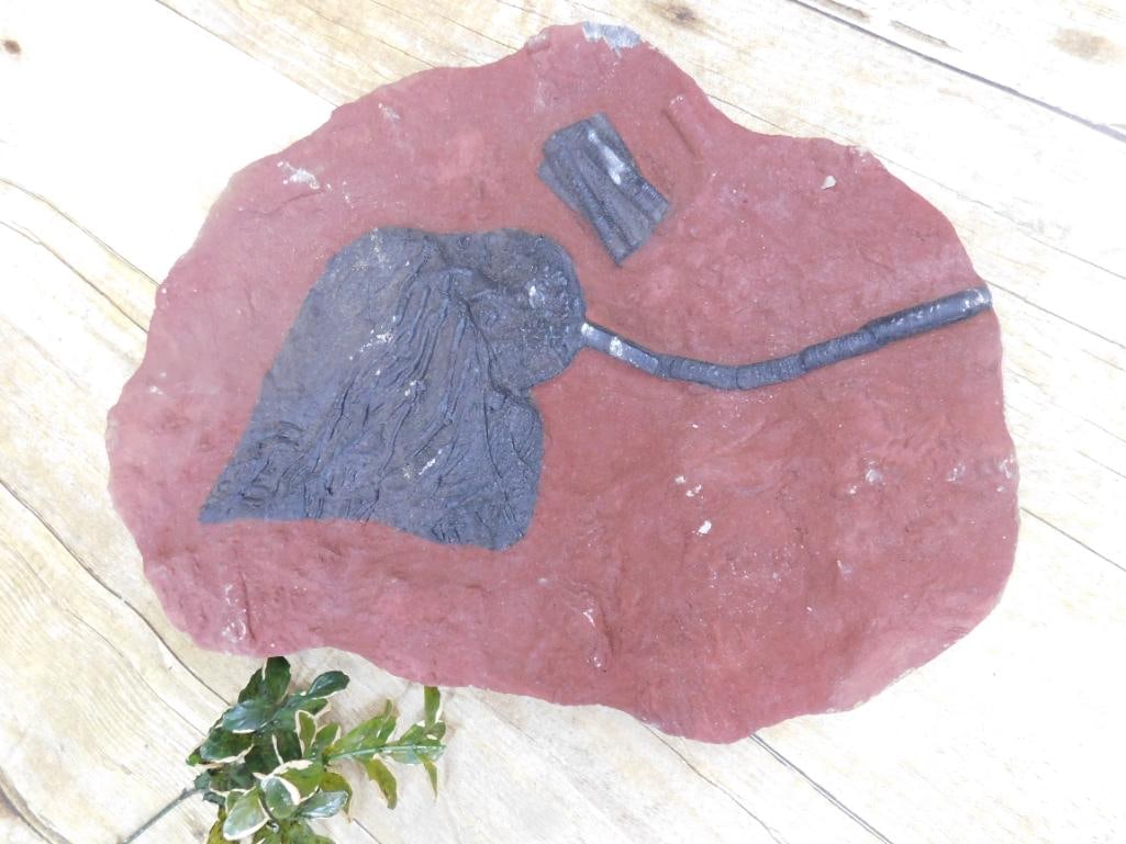 CRINOID SCYPHOCRINUS FOSSIL ROCK STONE LAPIDARY SPECIMEN (1 of 2)