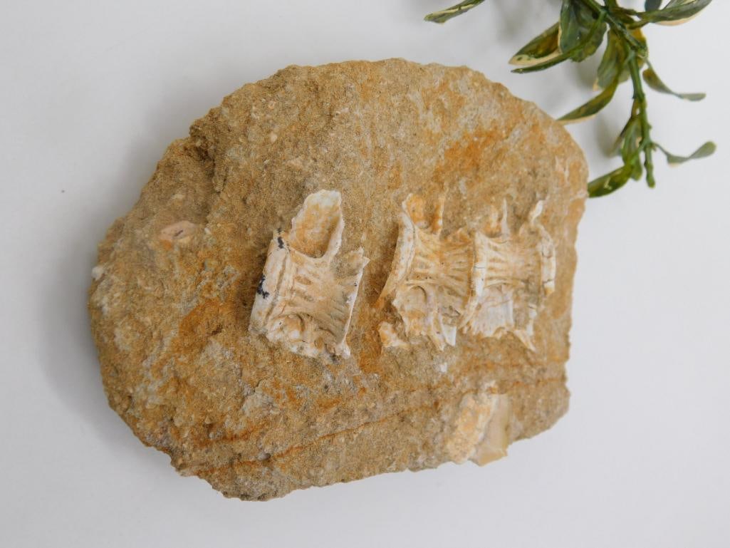 ENCHODUS FOSSIL ROCK STONE LAPIDARY SPECIMEN (1 of 2)