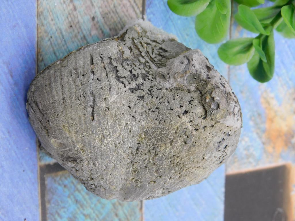 BRACHIOPOD ROCK STONE LAPIDARY SPECIMEN: WELCOME TO HATMAN AUCTIONS! SPECIAL NOTICE: Please see photos for measurements and descriptions. ***Yes, we have in house shipping with MANY REPEAT CUSTOMERS because of our streamlined service. ****We