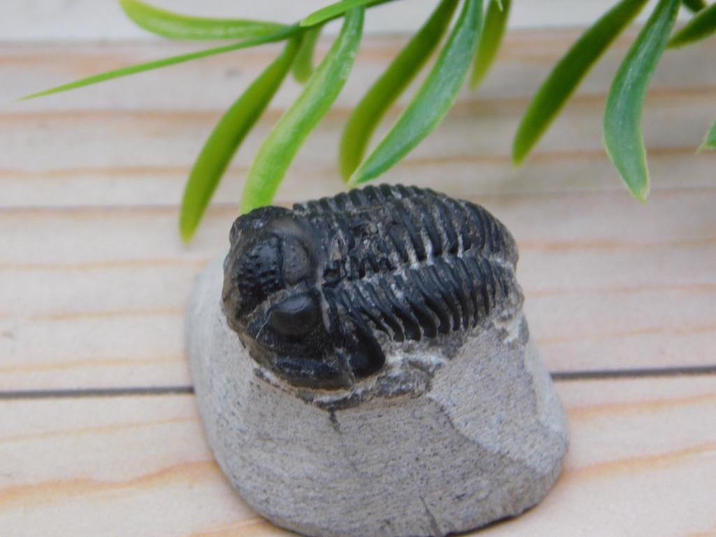 TRILOBITE FOSSIL ROCK STONE LAPIDARY SPECIMEN: WELCOME TO HATMAN AUCTIONS! SPECIAL NOTICE: Please see photos for measurements and descriptions. ***Yes, we have in house shipping with MANY REPEAT CUSTOMERS because of our streamlined service.