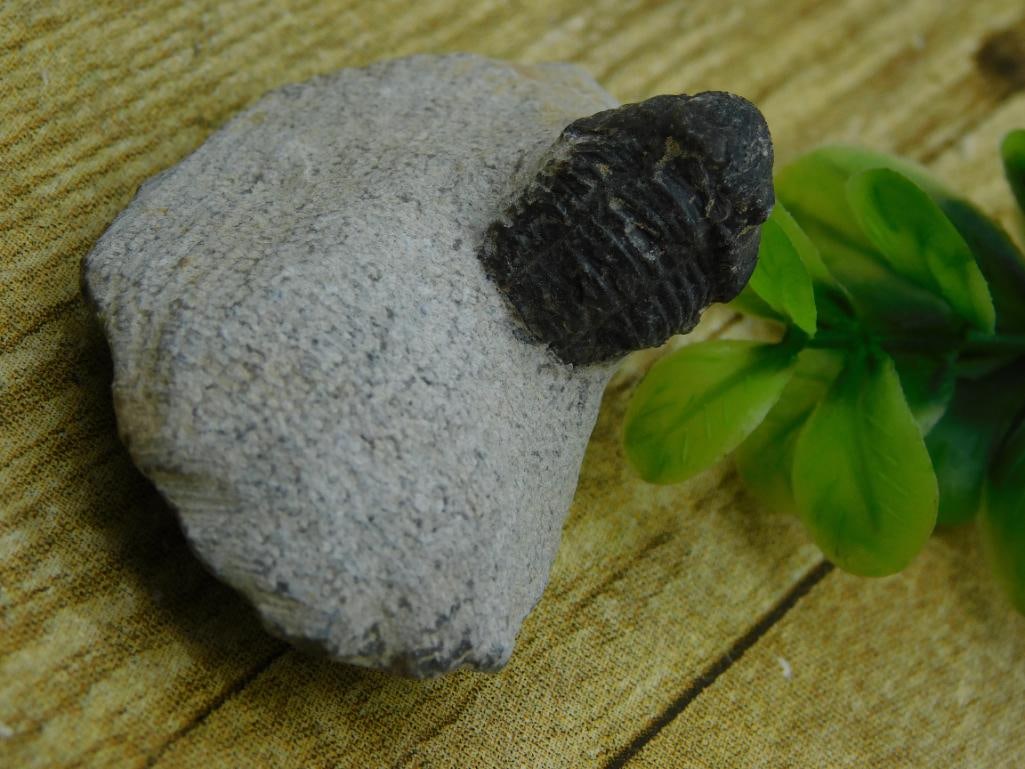 TRILOBITE FOSSIL ROCK STONE LAPIDARY SPECIMEN: WELCOME TO HATMAN AUCTIONS! SPECIAL NOTICE: Please see photos for measurements and descriptions. ***Yes, we have in house shipping with MANY REPEAT CUSTOMERS because of our streamlined service. ****We
