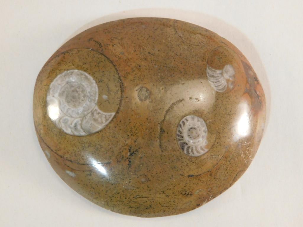 AMMONITE ROCK STONE LAPIDARY SPECIMEN: WELCOME TO HATMAN AUCTIONS! SPECIAL NOTICE: Please see photos for measurements and descriptions. ***Yes, we have in house shipping with MANY REPEAT CUSTOMERS because of our streamlined service.