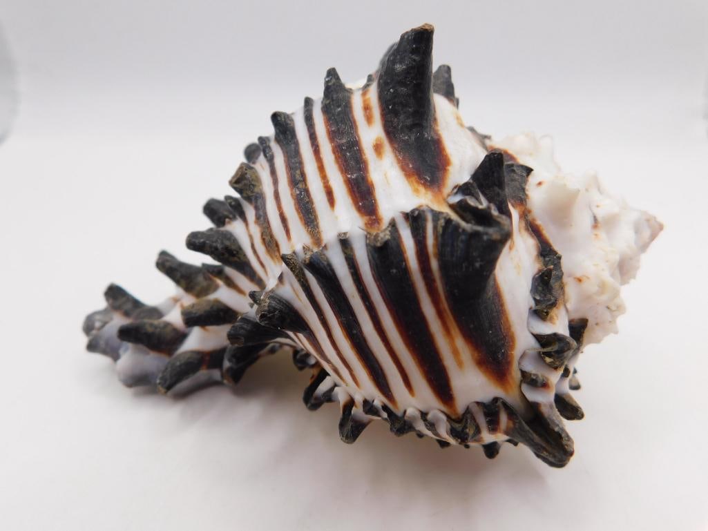 BLACK MUREX SHELL ROCK STONE LAPIDARY SPECIMEN (1 of 3)