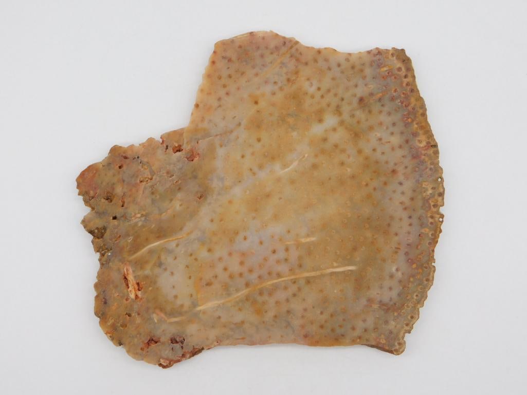 PETRIFIED PALM WOOD SLAB ROCK STONE LAPIDARY SPECIMEN: WELCOME TO HATMAN AUCTIONS! SPECIAL NOTICE: Please see photos for measurements and descriptions. ***Yes, we have in house shipping with MANY REPEAT CUSTOMERS because of our streamlined service.