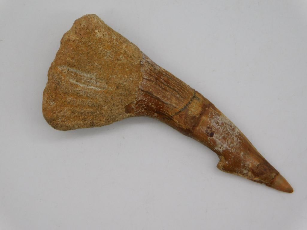 SAWFISH TOOTH: WELCOME TO HATMAN AUCTIONS! SPECIAL NOTICE: Please see photos for measurements and descriptions. ***Yes, we have in house shipping with MANY REPEAT CUSTOMERS because of our streamlined service. ****We
