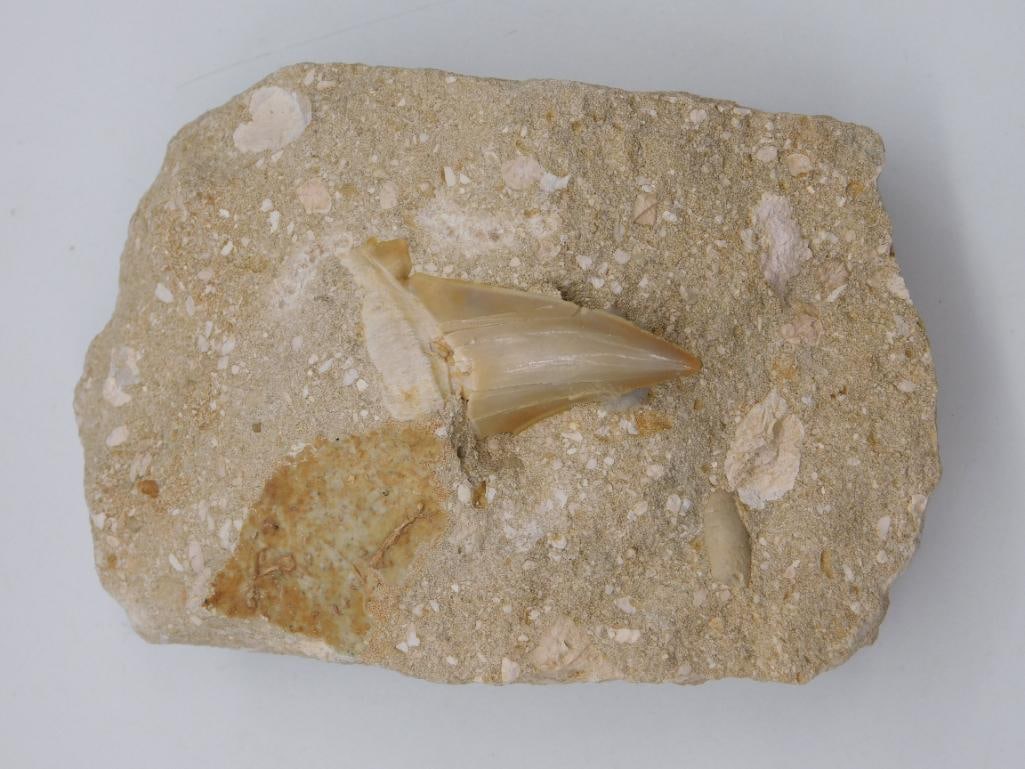 SHARK TOOTH IN MATRIX