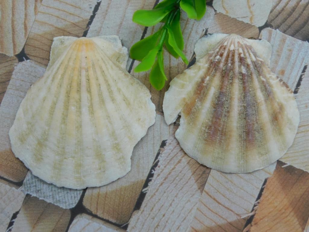 SCALLOP SHELLS ROCK STONE LAPIDARY SPECIMEN: WELCOME TO HATMAN AUCTIONS! SPECIAL NOTICE: Please see photos for measurements and descriptions. ***Yes, we have in house shipping with MANY REPEAT CUSTOMERS because of our streamlined service. ****We