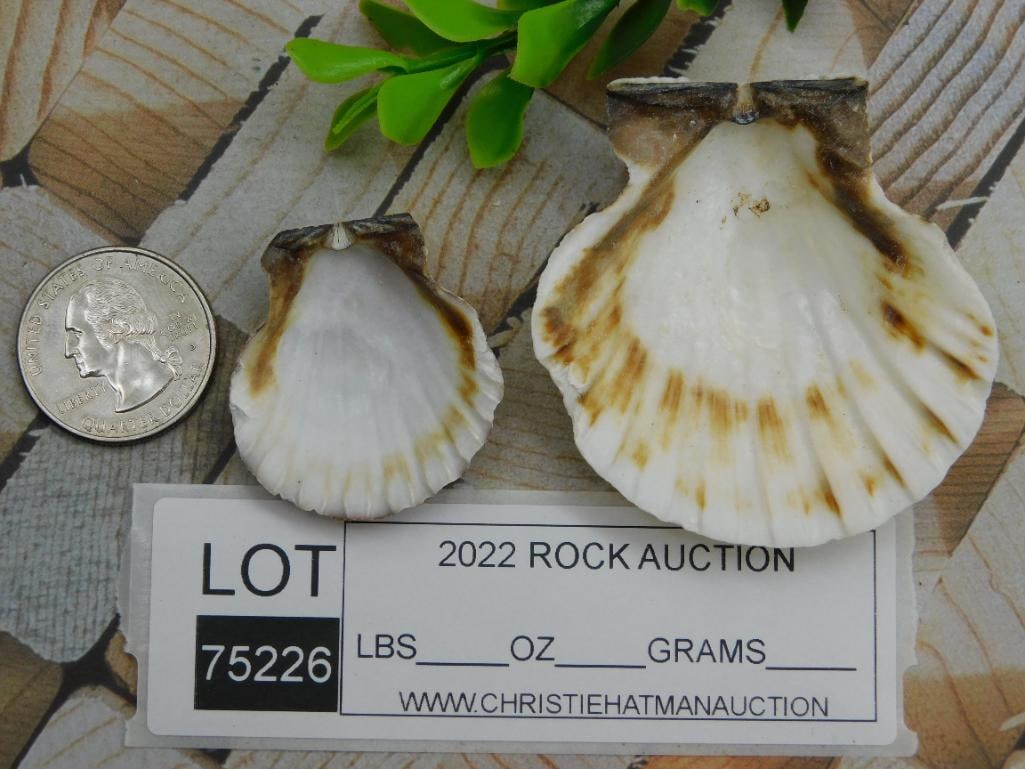 SCALLOP SHELLS ROCK STONE LAPIDARY SPECIMEN - 2