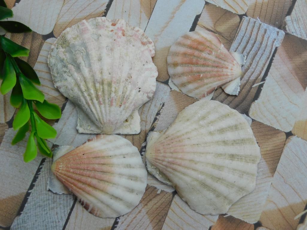 SCALLOP SHELLS ROCK STONE LAPIDARY SPECIMEN