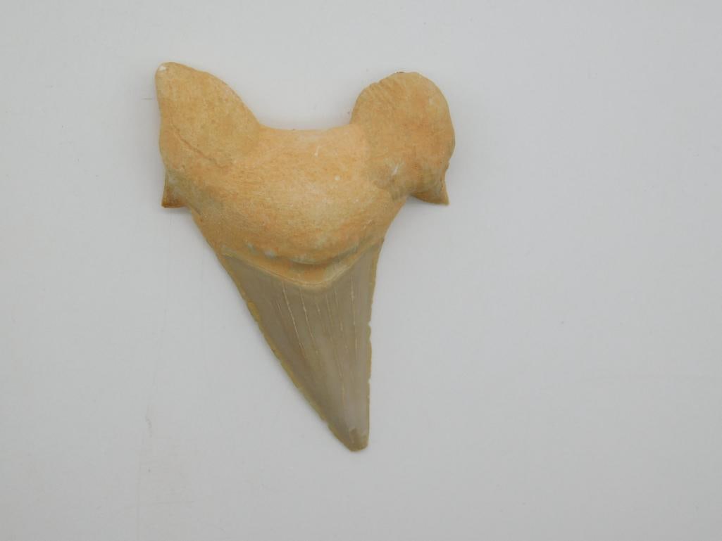 SHARK TOOTH
