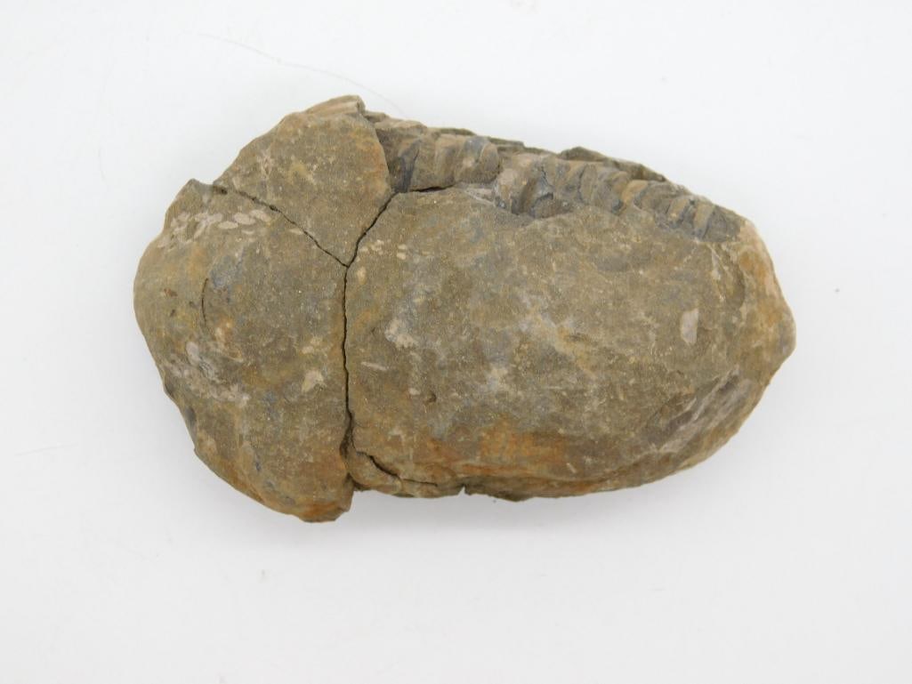 TRILOBITE FOSSIL ROCK STONE LAPIDARY SPECIMEN: WELCOME TO HATMAN AUCTIONS! SPECIAL NOTICE: Please see photos for measurements and descriptions. ***Yes, we have in house shipping with MANY REPEAT CUSTOMERS because of our streamlined service.