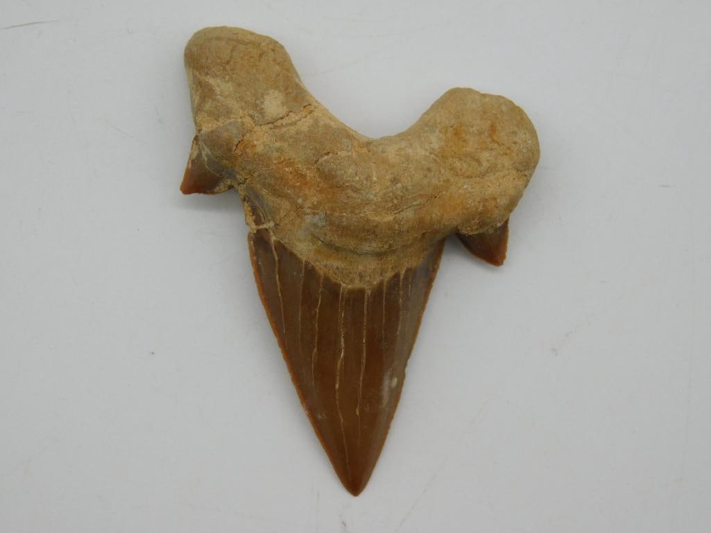 SHARK TOOTH: WELCOME TO HATMAN AUCTIONS! SPECIAL NOTICE: Please see photos for measurements and descriptions. ***Yes, we have in house shipping with MANY REPEAT CUSTOMERS because of our streamlined service. ****We